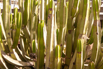 The Canary Island spurge plant growing in Tenerife