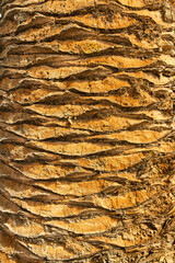 Detail of the trunk of a palm tree forming background or texture.
