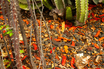 Tenerife ground with pods, plants and a lizard