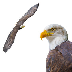  american eagle isolated on white background
