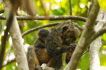 amazon monkey in tree