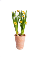 Narcissus flowers growing in a terracotta pot symbolize spring and new beginnings, offering a cheerful touch of nature against a clean white isolated backdrop