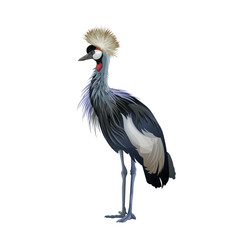 Crowned crane standing. Vector illustration isolated on white background