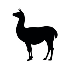 Fototapeta premium Silhouette of a standing llama, side view. Vector illustration isolated on a white background