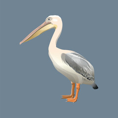 Pelican realistic drawing. Side view. Vector illustration isolated on gray background