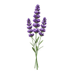 Obraz premium Purple Lavender: Capturing the delicate beauty of lavender sprigs, the image showcases the vibrant purple hues of the blossoms and the slender green stems.