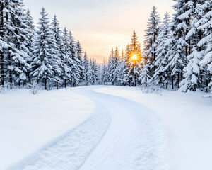 Snowy winter path through a pine forest at sunrise