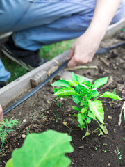 Person is kneeling down in a garden, tending to a small plant