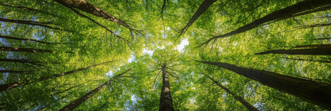 Looking up at the green tops of trees. Italy 
