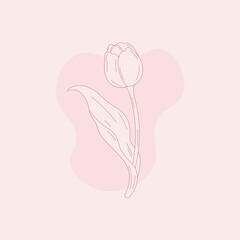 Minimalist line art illustration of a tulip on a soft pastel background. Elegant botanical design, perfect for prints, invitations, branding, and modern interior decor.