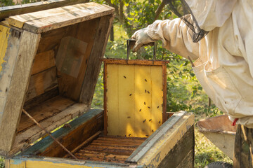 Closeup of honeycomb frame with bees held by crop anonymous beekeeper in protective workwear during...