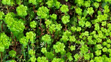 pictures of wild plants, medicinal flowers. photos of spurge flowers.
