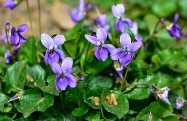 Fototapeta premium wild plants. photos of purple wildflowers.