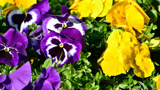 various Garden Flowers, Garden violets.
