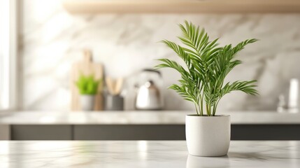 Potted Palm Plant on a Marble Kitchen Counter Adding Greenery