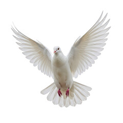 A majestic white dove captured mid-flight with its wings fully extended isolated on transparent background