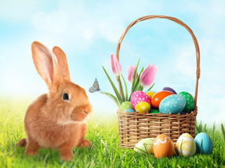 Easter celebration. Fluffy rabbit, wicker basket with tulips and painted eggs on green grass under...