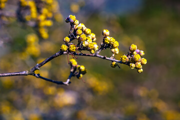 Branches with buds and flowers of male dogwood Cornus mas in early spring on a blurred background.