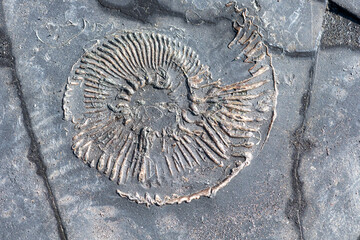 Close up of an ammonite fossil on Kimmeridge beach on the Jurassic coast in Dorset © tom