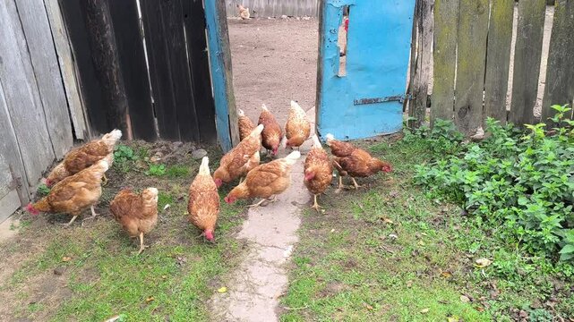 Young Loman Brown chickens in the pen eating food and pecking