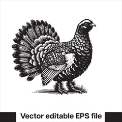 vector Western Capercaillie Game Bird