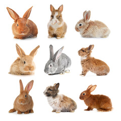 Cute fluffy rabbits isolated on white, set