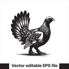 vector Western Capercaillie Game Bird