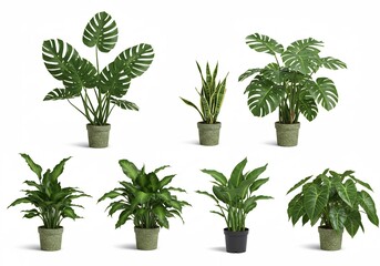 鮮やか緑葉観葉植物 鉢植えコレクション 自然光で輝く