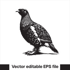 vector Western Capercaillie Game Bird