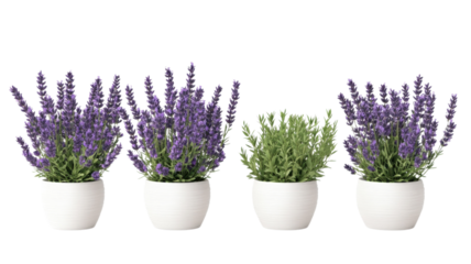 Beautiful lavender plants in white pots arranged neatly for a fresh aesthetic in a home setting