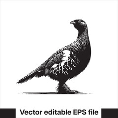 vector Western Capercaillie Game Bird