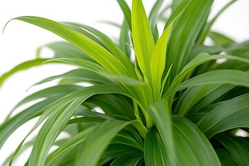 Obraz premium Closeup Green Plant Foliage with Long Leaves