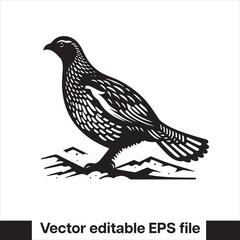 vector Western Capercaillie Game Bird