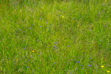 An impressionistic, blurred grassy meadow with blue and yellow flowers.  