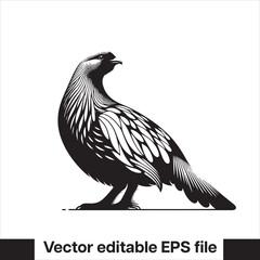vector Western Capercaillie Game Bird