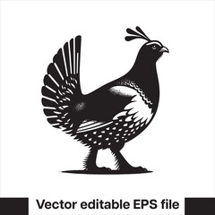 vector Western Capercaillie Game Bird