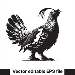 vector Western Capercaillie Game Bird