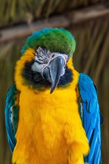 blue and yellow macaw