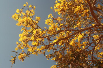 Photograph of a tree full of yellow flowers against a blue sky