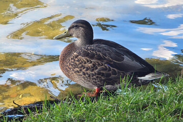 European duck in close-up at the lake and in meadow