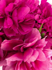 Pink peonie petals.