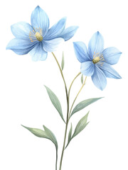Elegant watercolor floral illustration with delicate blue flowers and green leaves for botanical and decorative designs