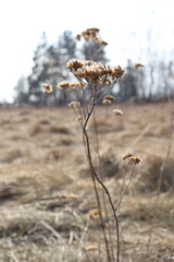 Yarrow stem in the meadow