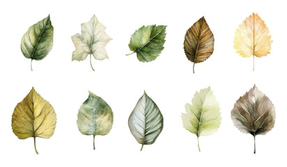 Obraz premium Watercolor illustration of various botanical leaves in green yellow and brown shades for nature inspired designs