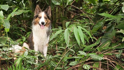 Um cão tricolor na mata com olhar atento
