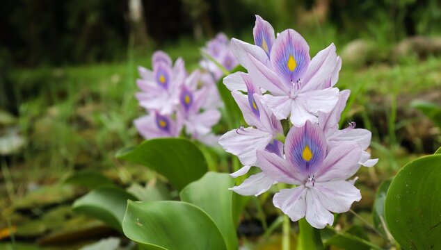 Flor lil&aacute;s do aguap&eacute; ou Jacinto-de-&aacute;gua