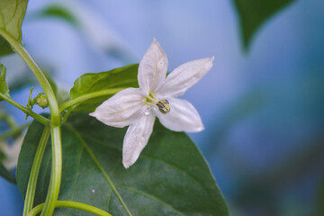 white flower of hot pepper blossomed for pollination and development of a piquant pod, selective focus