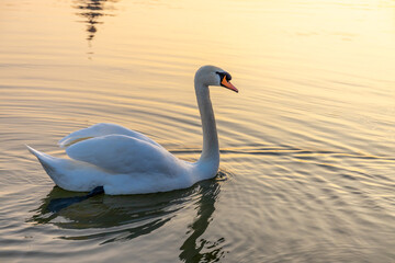 Swan in a lake. Beautiful white swan bird swimming in the river at sunset light. Swans birds searching for food in the water of Danube, Donau river in Europe. Birds fauna of the riverside
