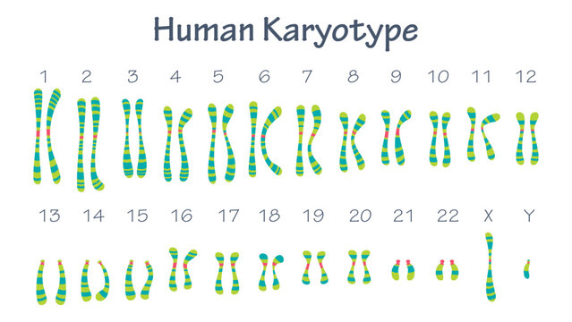 Human Karyotype science educational graphic