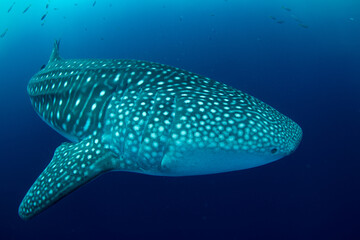 A large, filter-feeding whale shark, Rhincodon typus, slowly swims in shallow water near Gorontolo,...